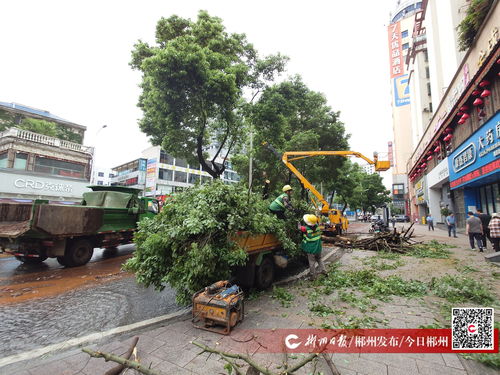 大樹倒伏阻交通，園林綠化服務(wù)中心與物業(yè)公司攜手快速清障